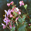Hardy begonia: Begonia grandis evansiana