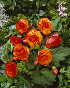 Tuberous begonia: Begonia Red-Orange Picotee