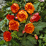Tuberous begonia: Begonia Red-Orange Picotee