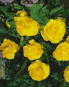 Tuberous begonia: Begonia 'Yellow'