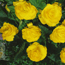 Tuberous begonia: Begonia 'Yellow'