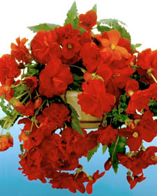 Hanging basket tuberous begonia : Begonia 'Hanging Red'