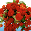 Hanging basket tuberous begonia : Begonia 'Hanging Red'