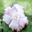 Tuberous begonia: Begonia White-Red Picotee