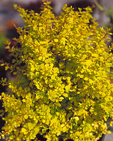 Berberis thunbergii Bogozam