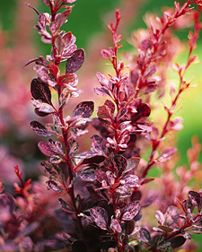 Japanese barberry: Berberis thunbergii var. atropurpurea Rose Glow