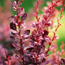 Berberis thunbergii...