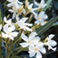 Oleander: Nerium oleander