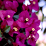 Bougainvillea: Bougainvillea x buttiana