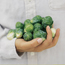 grow sprouts