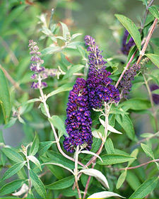 Butterfly bush: Buddleia davidii Black Knight