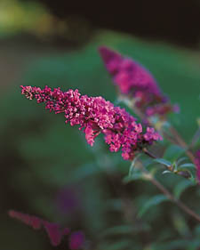 Butterfly bush: Buddleia davidii Nanho Purple