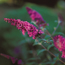 Butterfly bush: Buddleia davidii Nanho Purple