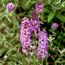 Butterfly bush: Buddleia davidii Nanho Blue
