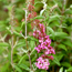 Butterfly bush: Buddleia davidii Pink Delight