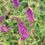 Butterfly Bush