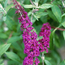 Buddleia davidii Ro...