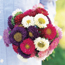 Mixed annual China aster : Callistephus chinensis Matsumoto