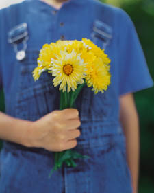 Pot marigold: Calendula officinalis Lemon Beauty