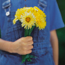 Pot marigold: Calendula officinalis Lemon Beauty