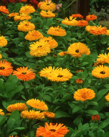 Calendula: Calendula officinalis
