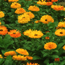 Calendula: Calendula officinalis