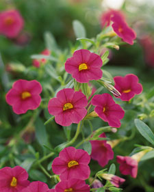 Million bells: Calibrachoa Cherry Pink