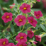 Calibrachoa Cherry Pink