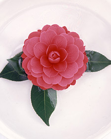Camellia: Camellia japonica Spring Fling