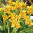 Dwarf canna: Canna x generalis Picasso