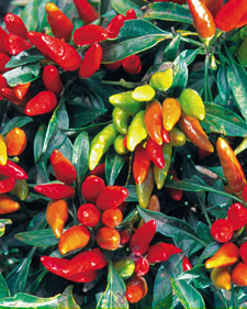 Pepper: Capsicum annuum Candlelight