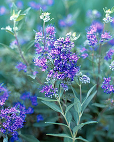 Caryopteris: Caryopteris x clandonensis Dark Knight