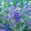 Caryopteris: Caryopteris x clandonensis Dark Knight