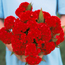 Cockscomb: Celosia argentea var. cristata Red Velvet