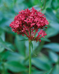 Red valerian: Centranthus ruber