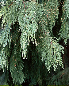 Alaska cedar: Chamaecyparis nootkatensis Pendula