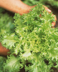Endive: Cichorium endivia Green Curled