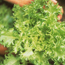 Endive: Cichorium endivia Green Curled