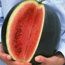 Watermelon: Citrullus lanatus Burpee's Fordhook