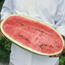 Watermelon: Citrullus lanatus Carolina Cross No. 183