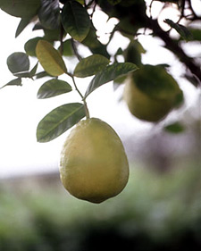 Dwarf Meyer lemon: Citrus limon Improved Meyer