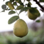 Dwarf Meyer lemon: Citrus limon Improved Meyer