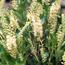 Dwarf summersweet: Clethra alnifolia Hummingbird