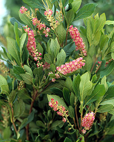 Summersweet: Clethra alnifolia Ruby Spice