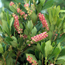Summersweet: Clethra alnifolia Ruby Spice