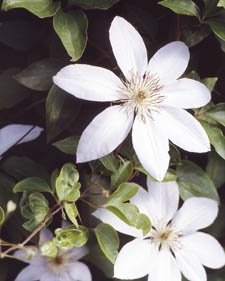 clehenxxx_01427.jpg
