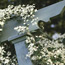 Sweet autumn clematis: Clematis terniflora