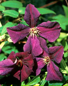Clematis: Clematis viticella Polish Spirit