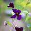 Clematis: Clematis x jackmanii