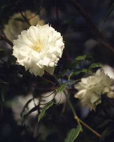 Clematis: Clematis Duchess of Edinburgh